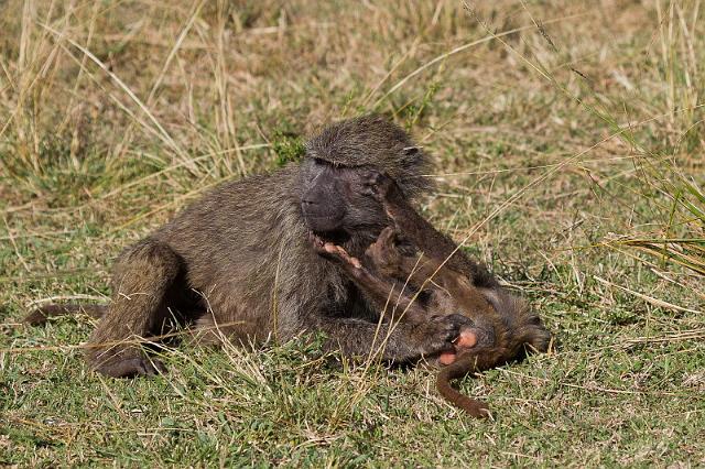 056 Kenia, Masai Mara, bavianen.jpg